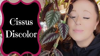 Cissus Discolor  A Complete Guide [upl. by Simara945]