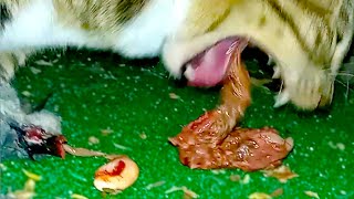 Cat Eats Pregnant Rat and Pukes [upl. by Paderna]