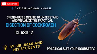 Dissection of CockroachImportant PracticalFsc Students [upl. by Donn]