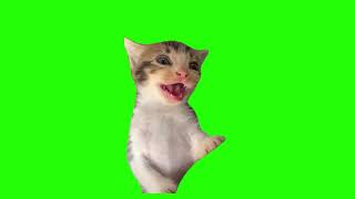 Green Screen Cat Laughing meme [upl. by Bea683]