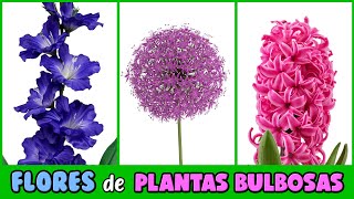 PLANTAS BULBOSAS con las FLORES MÁS BELLAS DEL MUNDO [upl. by Wilbert]