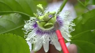 How to pollinate passion fruit flowers [upl. by Leumel955]