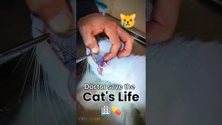 Doctor saves the cats life Poor cat cat catvideos cutecat biral poorcat catlover [upl. by Glad]