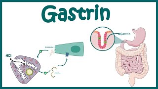 Gastrin  Function and mechanism of action [upl. by Kooima]