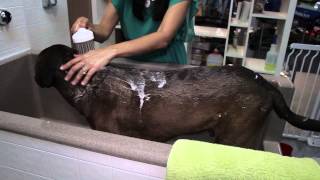 How to Bathe a ShortHaired Dog  Dog Grooming amp Care [upl. by Vincenta]