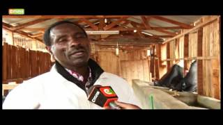 Smart Farm  Dairy Farmer In Meru [upl. by Nere763]