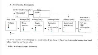 Regulatory Mechanisms of the Kidney [upl. by Latsyrc859]