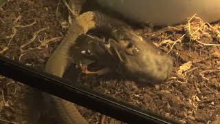 Snouted cobra eats a bird Live feeding [upl. by Idel]