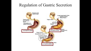 Regulation of Gastric secretion Cepahlic Gastric and intestinal phase [upl. by Fulmer]