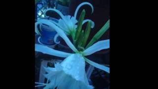 Hymenocallis festalis ismene [upl. by Arianne]