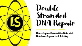 Double Stranded DNA Repair  Homologous Recombination and Nonhomologous End Joining [upl. by Ahens]