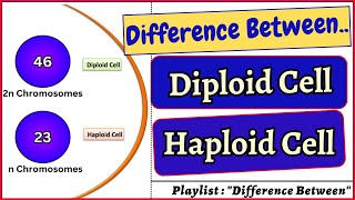 Difference between Diploid Cell and Haploid Cell Diploid haploid cell cells biology bivkedar [upl. by Eddi]