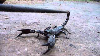 Sri Lankaශ්‍රී ලංකාCeylonScorpion Surprised Heterometrus SwammerdamiCloseUp [upl. by Nwahsiek]