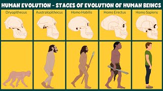 Human Evolution Video  Stages of Evolution of Human Beings  Learning Junction [upl. by Aranaj806]