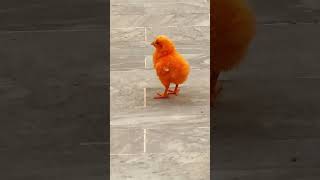 Wow Cute Baby Chicken  Hen Chicks Voice 2024 firstyoutubeshort birdsvideo chicken [upl. by Castle5]