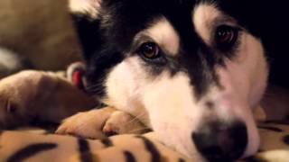 RSPCA Video  The Dog Rescuers series 2 episode 1 [upl. by Vaules22]