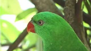 ScalyBreasted Lorikeets [upl. by Joshia]