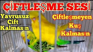 ÇİFTLEŞME SESİ muhabbet kuşu kızıştırma sesi muhabbet kuşu sesi quş səsi صوت البادجي budgie sounds [upl. by Remo267]