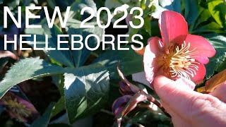 New Hellebore Varieties to try this year [upl. by Nyleve]