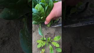 Fresh Spinach And Shanghai Green satisfying garden foodlover [upl. by Tterag55]