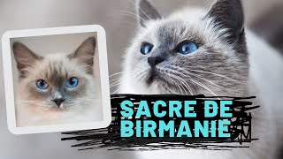 Sacré de Birmanie chat [upl. by Oriane122]