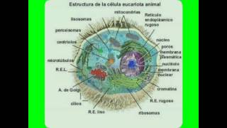 Diapositivas sobre la celula eucariota [upl. by Adnoluy]