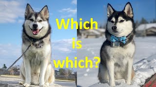 10 differences between Pomskies and Klee Kais Should you get a Pomsky or an Alaskan Klee Kai [upl. by Anaxor]