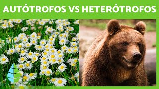 Organismos AUTÓTROFOS y HETERÓTROFOS 🍄🐻 Tipos de Nutrición [upl. by Marika]