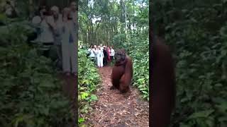 monkey brutally attacks tourists 🐒🐒 [upl. by Niko]