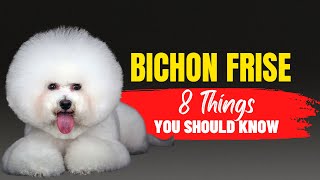 Bichon Frise 101 What Every Prospective Owner Needs to Know [upl. by Dorwin]