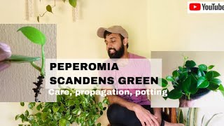 all about peperomia scandens greenhow to care and propagate peperomia scandensmalayalam [upl. by Alameda]