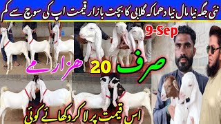 khadim gulabi goat farm visit gulabi kamori teddy pateri makka chini latest update 9Sep2024 [upl. by Nwad]