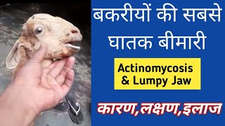 बकरे को Actinomycosis हो गया कैसे इलाज करें l Lumpy jaw symptoms amp treatment l Fayeem vlogs [upl. by Farnsworth]