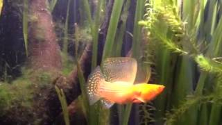 Sailfin molly fight [upl. by Nnylsor513]