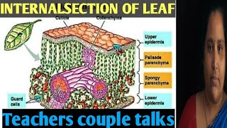 Internal section of leafabout leaf mesodermxylam and pholem [upl. by Puett889]