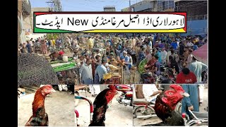 Lahore Aseel Murga Market 2023 Updates  Lahore murgha Mandi Vlog  Lahori Aseel Point  Part 12 [upl. by Eellehs658]