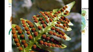 Fern Reproduction [upl. by Levenson]