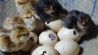 Amazing Born Chicks  Hen Harvesting Eggs To Chicks Natural Hatching  Wonderful Nature [upl. by Fornof]