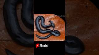 কেটে টুকরো টুকরো করলেও মরবে না Hammerheadworm shortsvideo [upl. by Trilly]