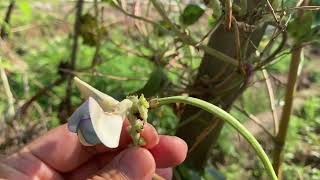 The flowers of this Beans are very beautiful [upl. by Ezri]