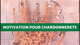 CHANT de STIMULATION pour CHARDONNERETS ✨MEILLEURE Motivation pour CHARDONNERETS 10 Minutes [upl. by Heidy]