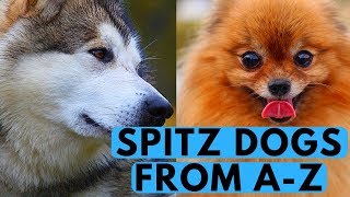 All Spitz Dog Breeds List from A to Z [upl. by Melloney409]