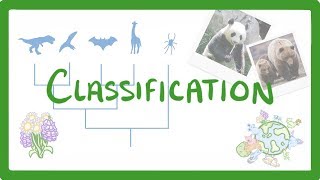 GCSE Biology  Classification 80 [upl. by Prober963]