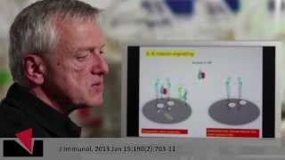 Videoabstract english quotIL6 controls the innate immune responsequot [upl. by Eb]