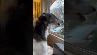 how to con your borzoi into having a good day part 2 dog borzoi goodday petsofyoutube [upl. by Aniar451]