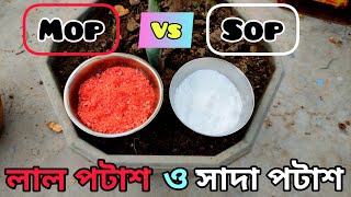 Sulphate of Potash Npk 0 0 50 Vs Muriate of Potash potassium chloride  লাল পটাশ ও সাদা পটাশ [upl. by Repard707]