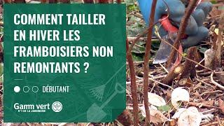 TUTO Comment tailler en hiver les framboisiers non remontants   Jardinerie Gamm vert [upl. by Licec916]