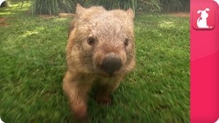 Bindi amp Robert Irwin feature  Wombat Kato Growing Up Wild [upl. by Alesandrini912]