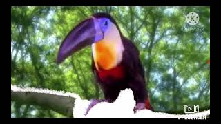 Katsuma And Friends Toucan Song [upl. by Yehsa]