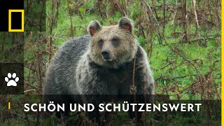 Die neue Wildnis  Offizieller Trailer 2K UHD DeutschGerman [upl. by Ahcsap]